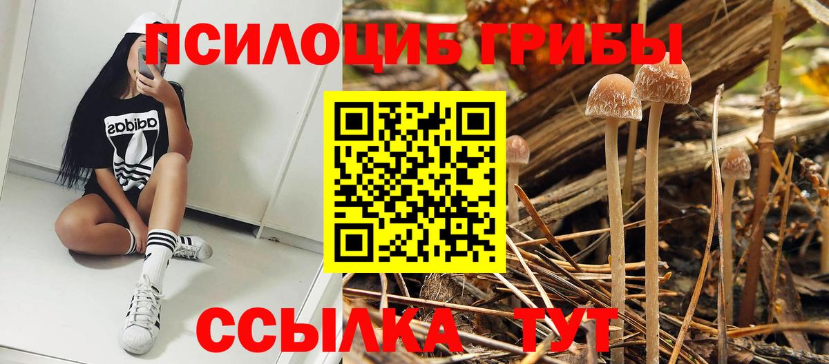 Псилоцибиновые грибы прущие грибы Ессентуки
